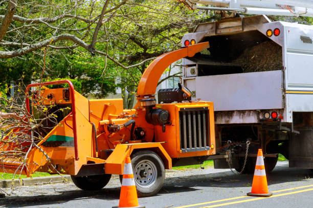 Professional Tree Removal and Landscaping Services in Pioneer, OH